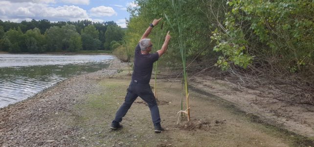 Plantation de Roseaux « Saucisse »